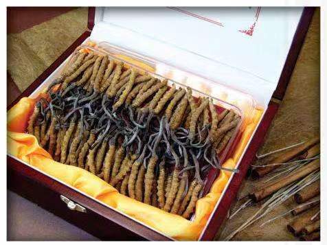 盘锦冬虫夏草回收